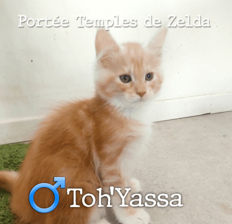 Toh'Yassa of Naïlah's Legend Mâle Maine coon