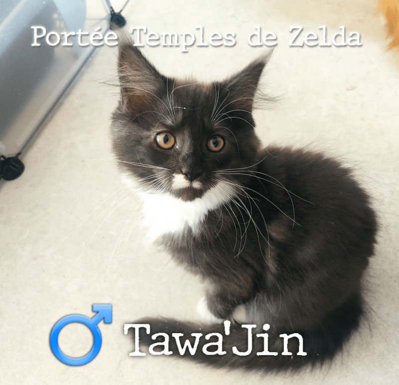 Tawa'Jin of Naïlah's Legend Mâle Maine coon