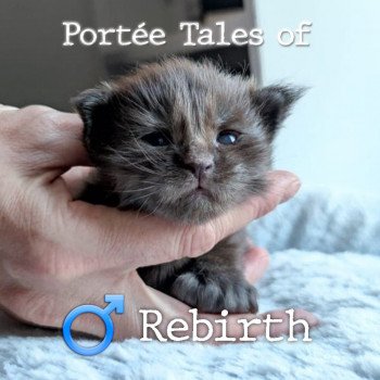 chaton Maine coon polydactyle black Tales of Rebirth PP Chatterie Naïlah's Legend et Tsuki Araiguma's