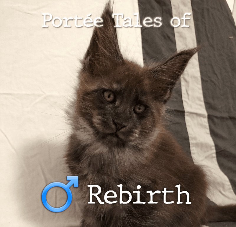 Tales of Rebirth PP of Naïlah's Legend Mâle Maine coon polydactyle