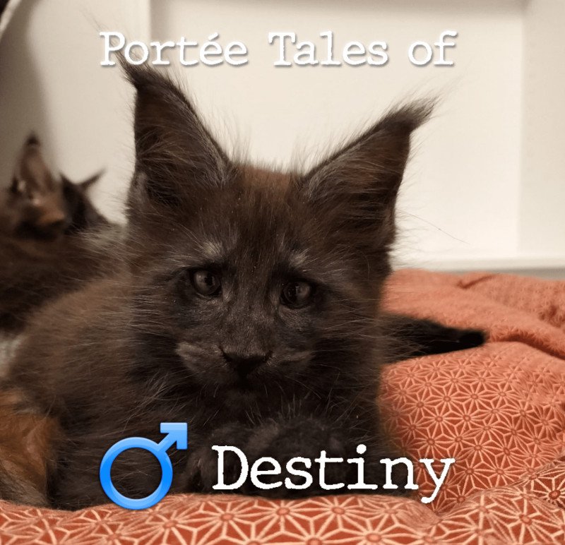 Tales of Destiny PP of Naïlah's Legend Mâle Maine coon polydactyle