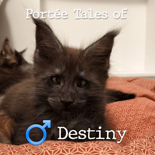 Tales of Destiny PP of Naïlah's Legend Mâle Maine coon polydactyle