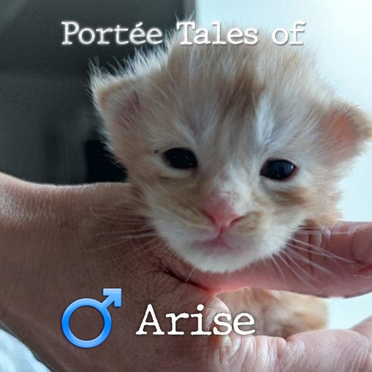 chaton Maine coon polydactyle red silver blotched tabby Tales of Arise PP Chatterie Naïlah's Legend et Tsuki Araiguma's