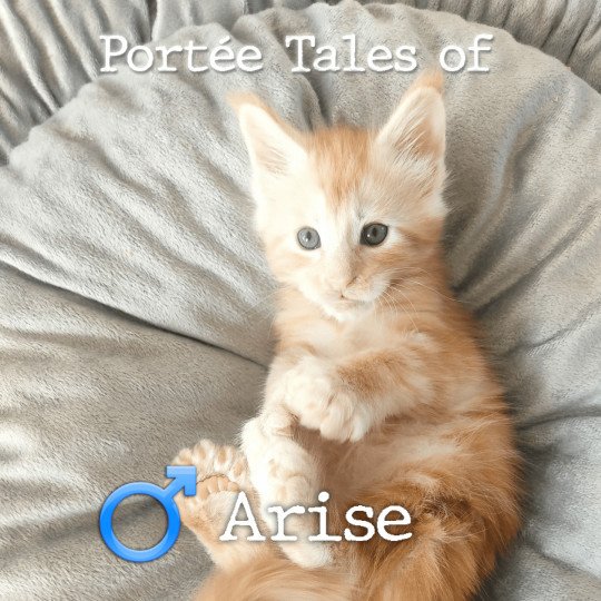 chaton Maine coon polydactyle red silver blotched tabby Tales of Arise PP Chatterie Naïlah's Legend et Tsuki Araiguma's