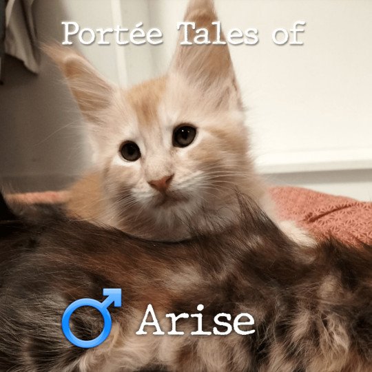 chaton Maine coon polydactyle red silver blotched tabby Tales of Arise PP Chatterie Naïlah's Legend et Tsuki Araiguma's