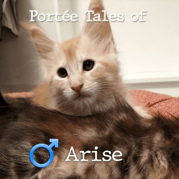chaton Maine coon polydactyle red silver blotched tabby Tales of Arise PP Chatterie Naïlah's Legend et Tsuki Araiguma's