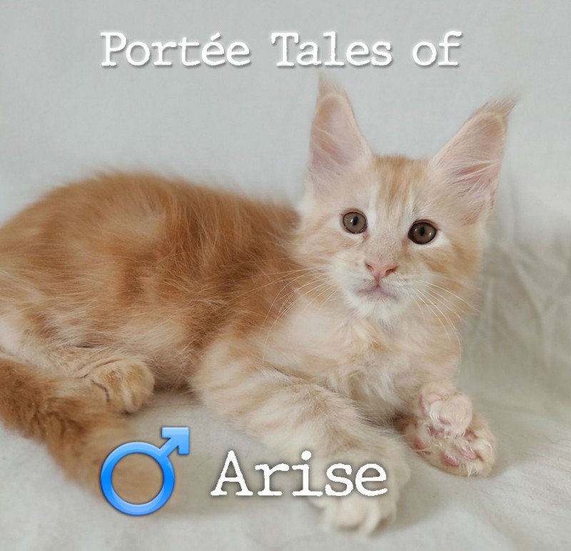 Tales of Arise PP of Naïlah's Legend Mâle Maine coon polydactyle