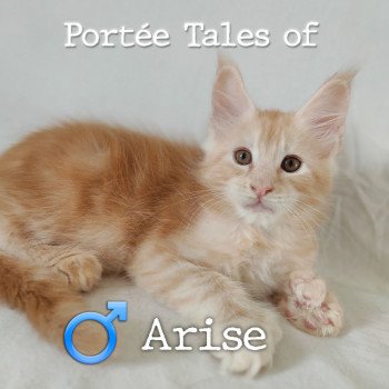 chaton Maine coon polydactyle red silver blotched tabby Tales of Arise PP Chatterie Naïlah's Legend et Tsuki Araiguma's