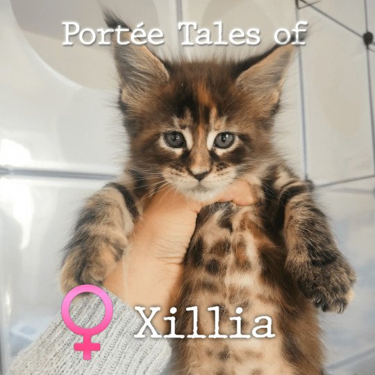 chaton Maine coon polydactyle brown tortie blotched tabby Tales of Xillia Chatterie Naïlah's Legend et Tsuki Araiguma's