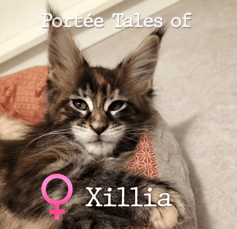 Tales of Xillia of Naïlah's Legend Femelle Maine coon polydactyle