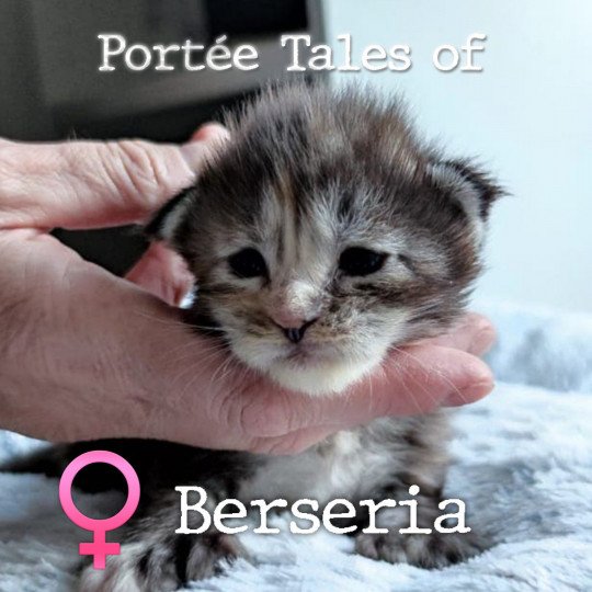 chaton Maine coon polydactyle black tortie silver blotched tabby Tales of Berseria PP Chatterie Naïlah's Legend et Tsuki Araiguma's