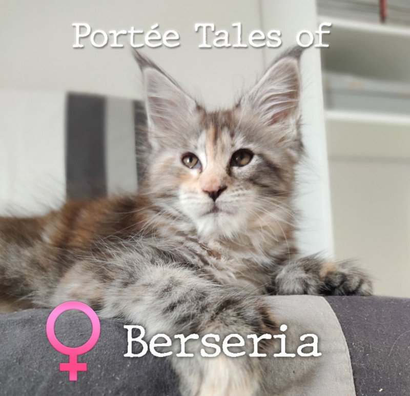 Tales of Berseria PP of Naïlah's Legend Femelle Maine coon polydactyle