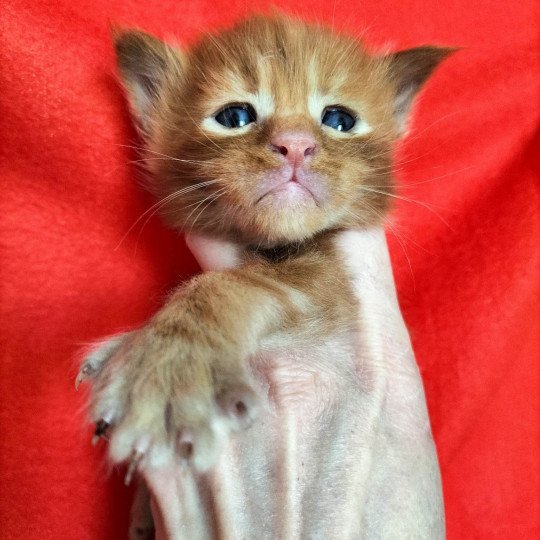 chaton Maine coon polydactyle red tabby U'Kaen Chatterie Naïlah's Legend et Tsuki Araiguma's