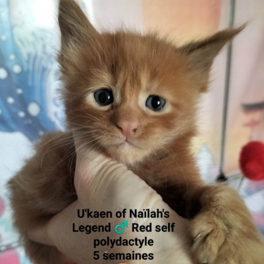 chaton Maine coon polydactyle red tabby U'Kaen Chatterie Naïlah's Legend et Tsuki Araiguma's