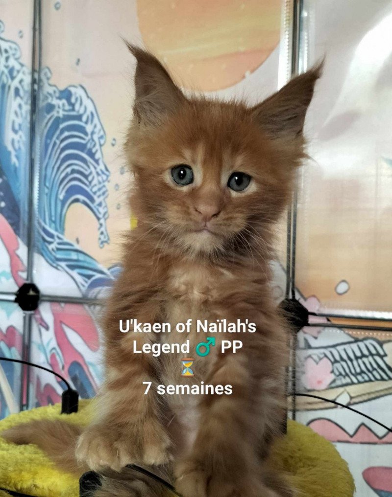 Uby of Naïlah's Legend Mâle Maine coon polydactyle