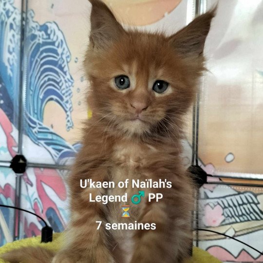 Uby of Naïlah's Legend Mâle Maine coon polydactyle