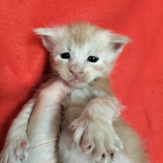 chaton Maine coon polydactyle red smoke Uïsin Chatterie Naïlah's Legend et Tsuki Araiguma's