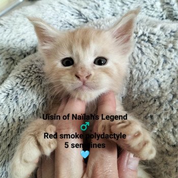 chaton Maine coon polydactyle red smoke Uïsin Chatterie Naïlah's Legend et Tsuki Araiguma's