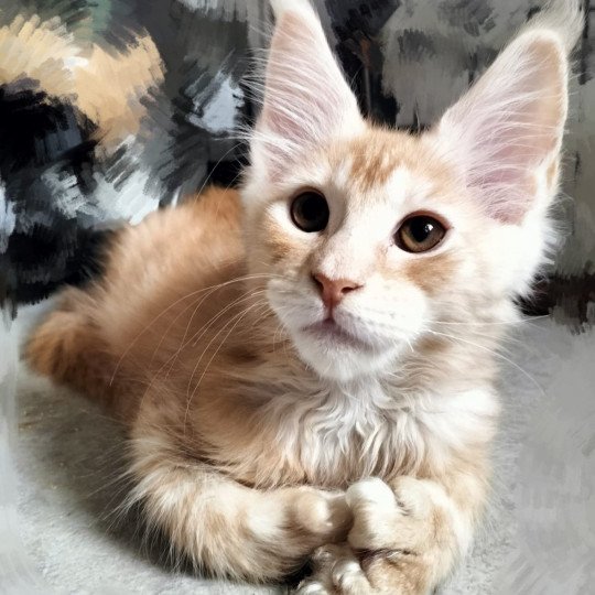 chaton Maine coon polydactyle red smoke Uïsin Chatterie Naïlah's Legend et Tsuki Araiguma's