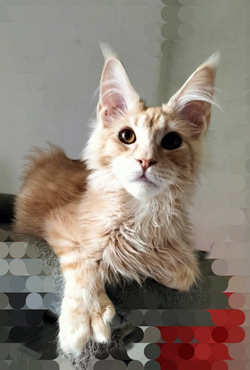 Uïsin of Naïlah's Legend Mâle Maine coon polydactyle