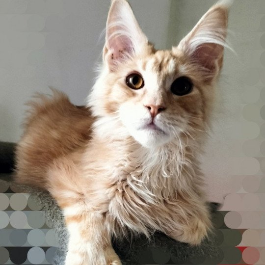 Uïsin of Naïlah's Legend Mâle Maine coon polydactyle