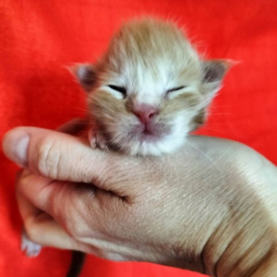 chaton Maine coon polydactyle red smoke Chatterie Naïlah's Legend et Tsuki Araiguma's