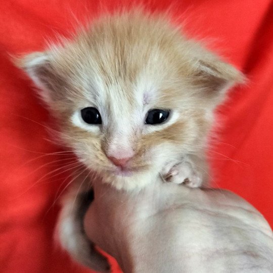 chaton Maine coon red silver blotched tabby U'qyono Chatterie Naïlah's Legend et Tsuki Araiguma's