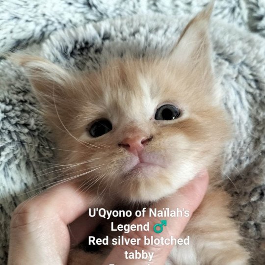 chaton Maine coon red silver blotched tabby U'qyono Chatterie Naïlah's Legend et Tsuki Araiguma's