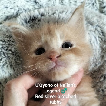 chaton Maine coon red silver blotched tabby U'qyono Chatterie Naïlah's Legend et Tsuki Araiguma's