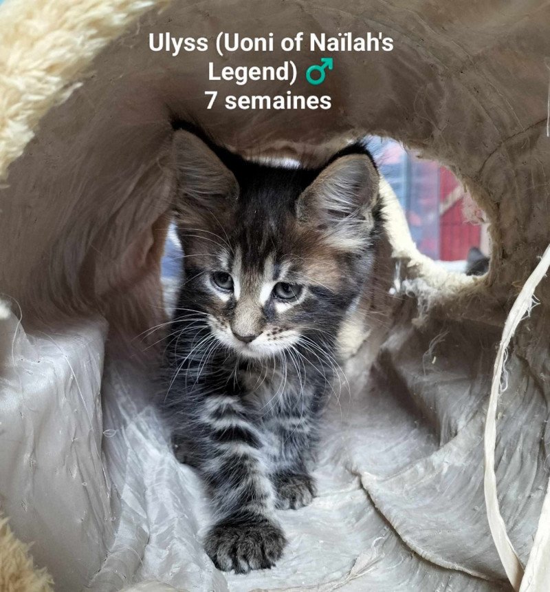 Ulyss of Naïlah's Legend Mâle Maine coon