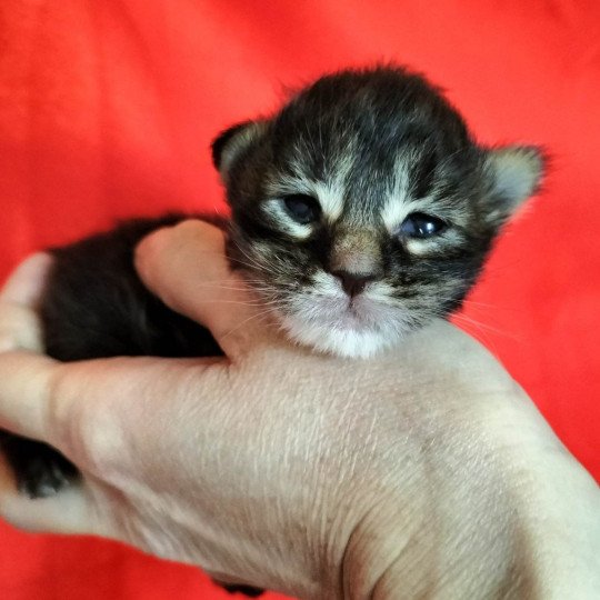 chaton Maine coon black silver blotched tabby Chatterie Naïlah's Legend et Tsuki Araiguma's