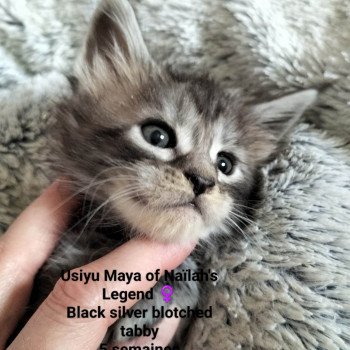 chaton Maine coon black silver blotched tabby Usiyu Maya Chatterie Naïlah's Legend et Tsuki Araiguma's