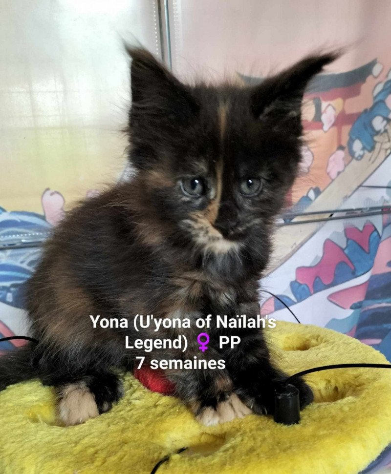 U'yona of Naïlah's Legend Femelle Maine coon polydactyle