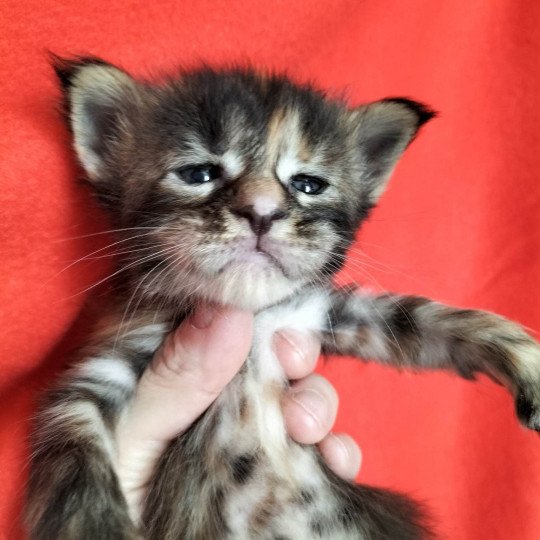 chaton Maine coon polydactyle brown tortie tabby U'ihe'na Chatterie Naïlah's Legend et Tsuki Araiguma's