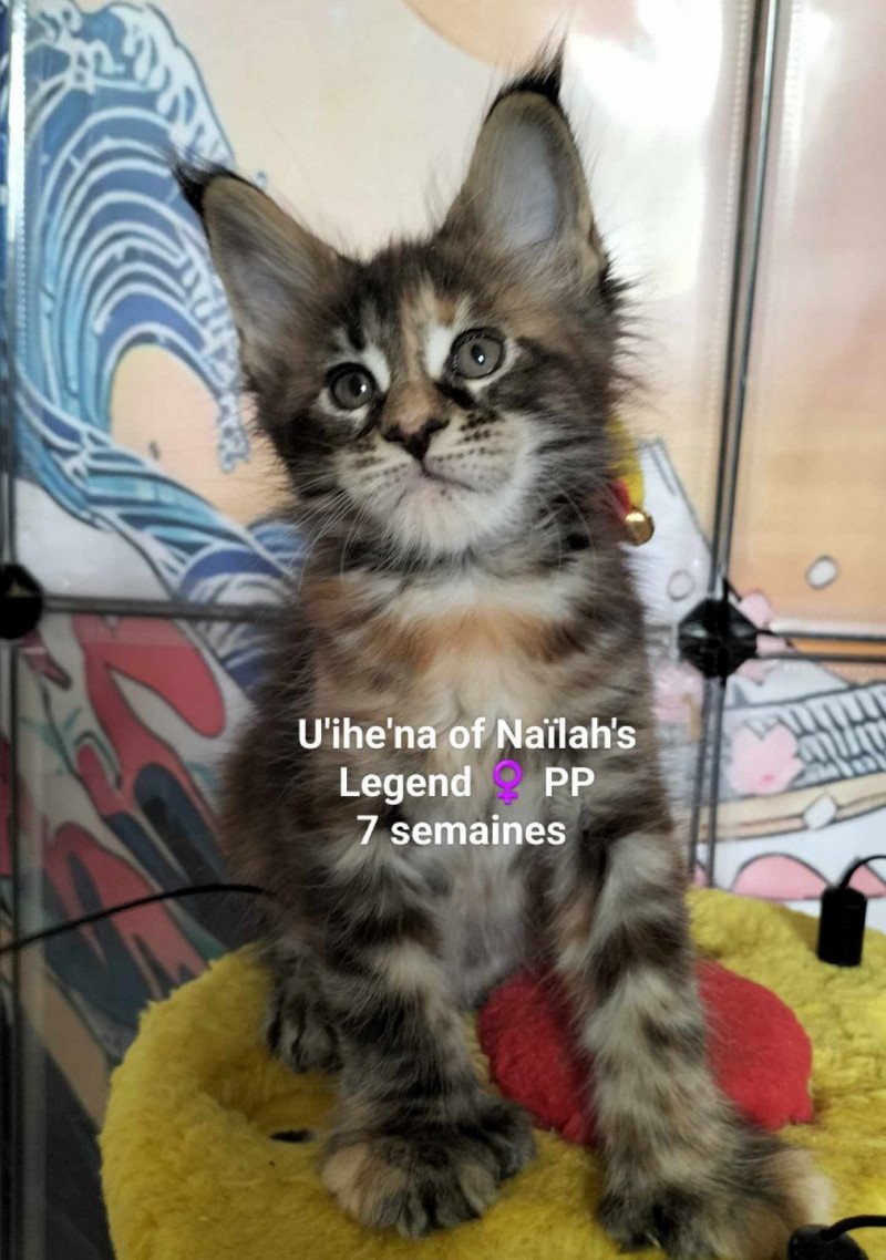 U'ihe'na of Naïlah's Legend Femelle Maine coon polydactyle