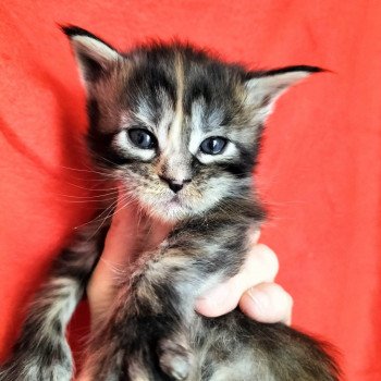 chaton Maine coon polydactyle black tortie silver tabby U'ixoda Chatterie Naïlah's Legend et Tsuki Araiguma's