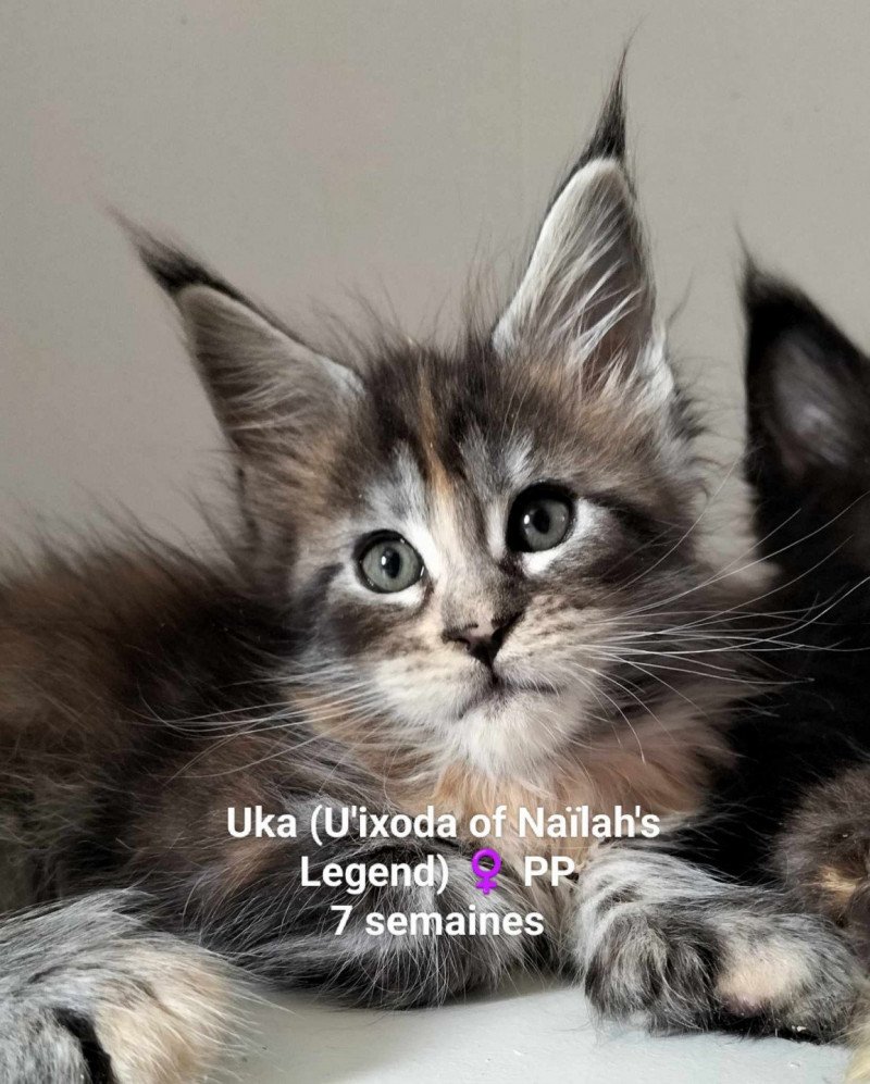 Uka of Naïlah's Legend Femelle Maine coon polydactyle