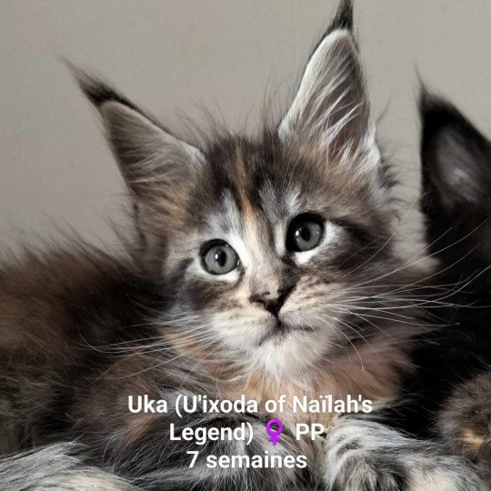 Uka of Naïlah's Legend Femelle Maine coon polydactyle