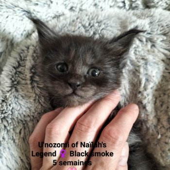 chaton Maine coon black smoke U'nozomi Chatterie Naïlah's Legend et Tsuki Araiguma's