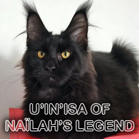 U'in'isa of Naïlah's Legend Femelle Maine coon