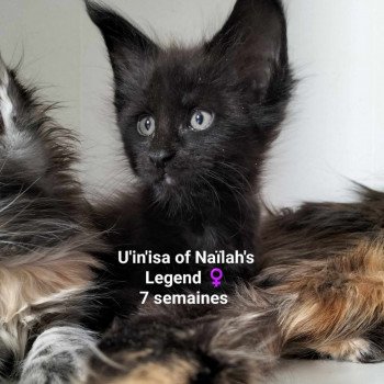 chaton Maine coon black U'in'isa Chatterie Naïlah's Legend et Tsuki Araiguma's