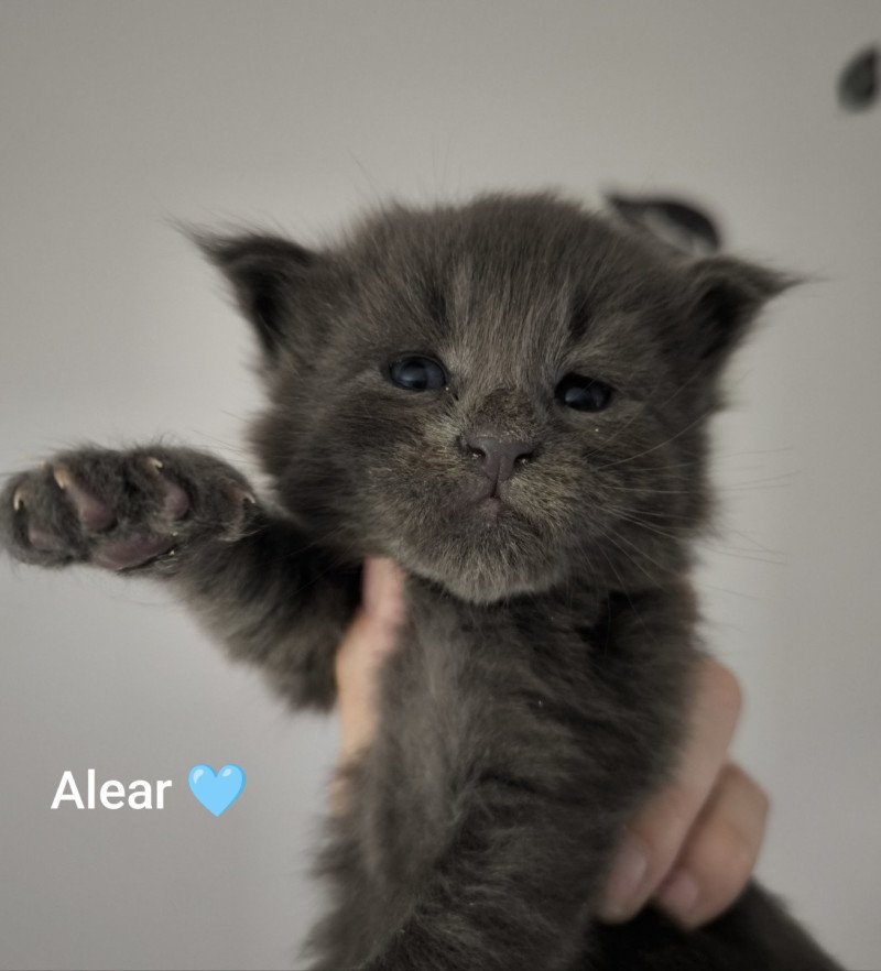 Alear of Naïlah's Legend Mâle Maine coon