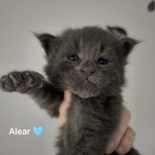 chaton Maine coon blue smoke Alear Chatterie Naïlah's Legend et Tsuki Araiguma's