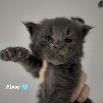 chaton Maine coon blue smoke Alear Chatterie Naïlah's Legend et Tsuki Araiguma's chaton Maine coon blue smoke Alear Chatterie Naïlah's Legend et Tsuki Araiguma's