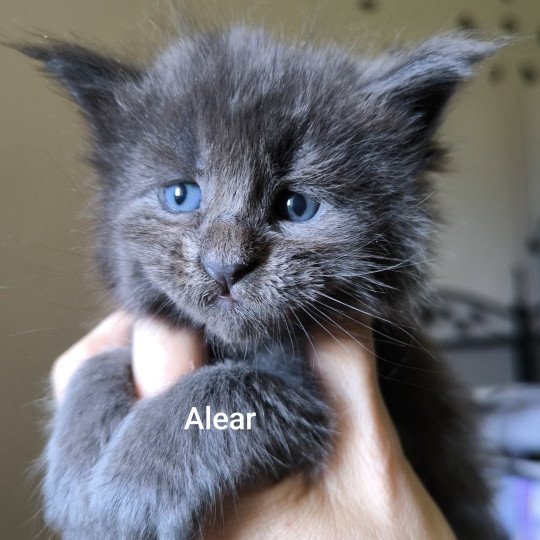 Alear of Naïlah's Legend Mâle Maine coon