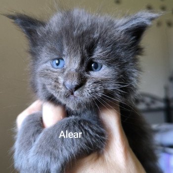 chaton Maine coon blue smoke Alear Chatterie Naïlah's Legend et Tsuki Araiguma's chaton Maine coon blue smoke Alear Chatterie Naïlah's Legend et Tsuki Araiguma's