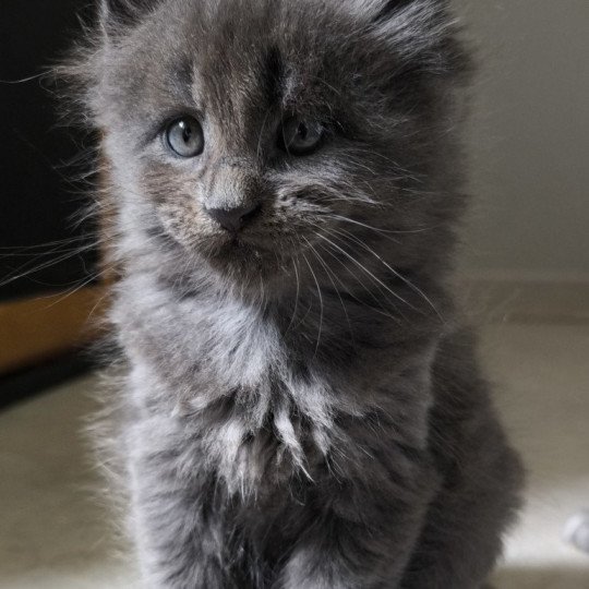 chaton Maine coon blue smoke Alear Chatterie Naïlah's Legend et Tsuki Araiguma's