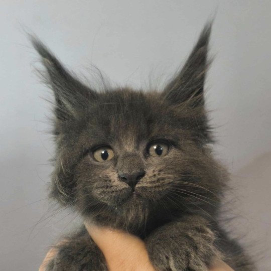 chaton Maine coon blue smoke Alear Chatterie Naïlah's Legend et Tsuki Araiguma's