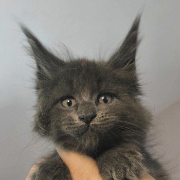 chaton Maine coon blue smoke Alear Chatterie Naïlah's Legend et Tsuki Araiguma's chaton Maine coon blue smoke Alear Chatterie Naïlah's Legend et Tsuki Araiguma's