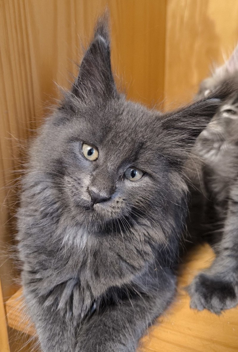 Alear of Naïlah's Legend Mâle Maine coon